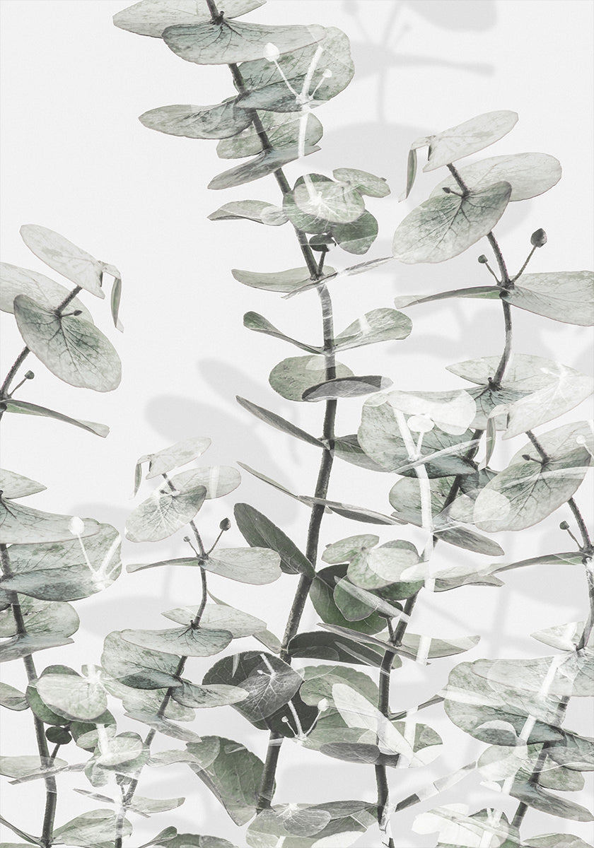 Eucalyptus No.1 Plakat