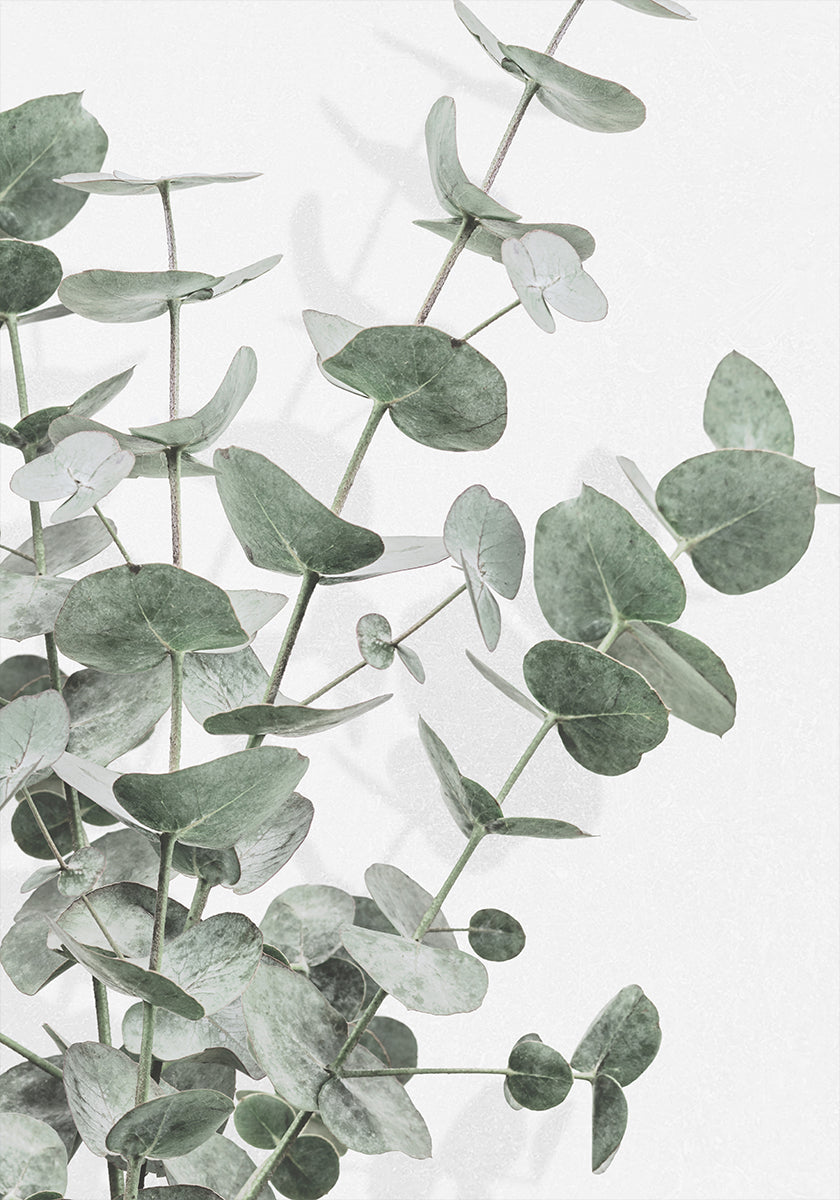 Eucalyptus No.3 Plakat