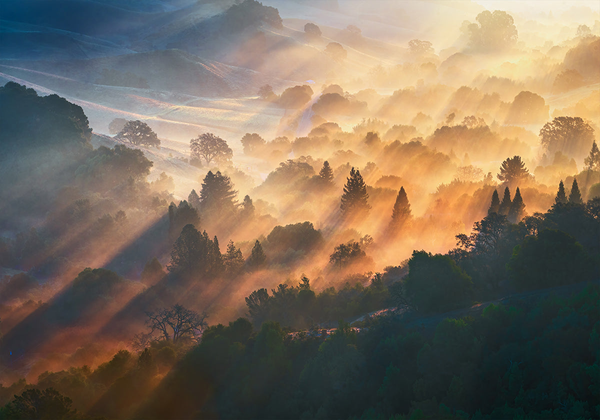 Morning Light Poster