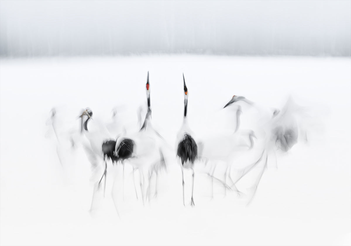 Calligraphic ballet Plakat