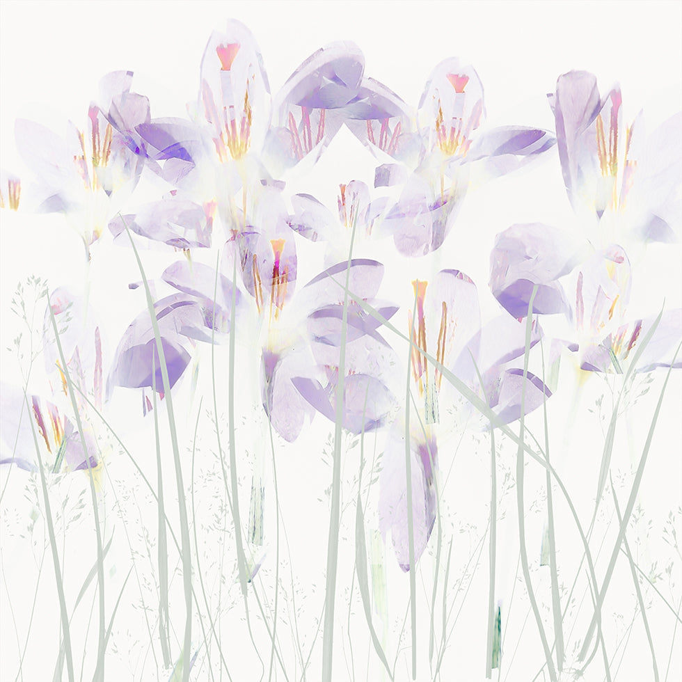 Crocuses in the grass Plakat