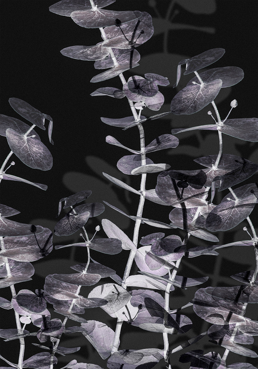 Eucalyptus_Negative No.2 Plakat