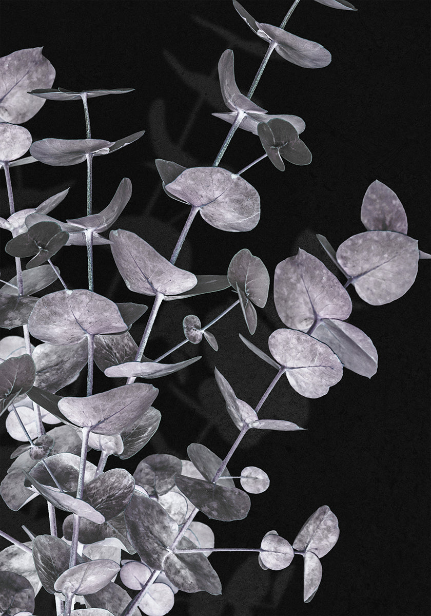 Eucalyptus_Negative No.3 Plakat