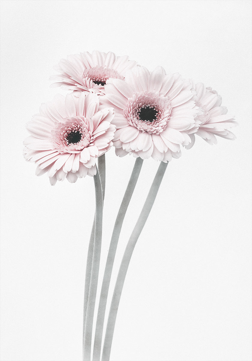 Pink Flowers Plakat