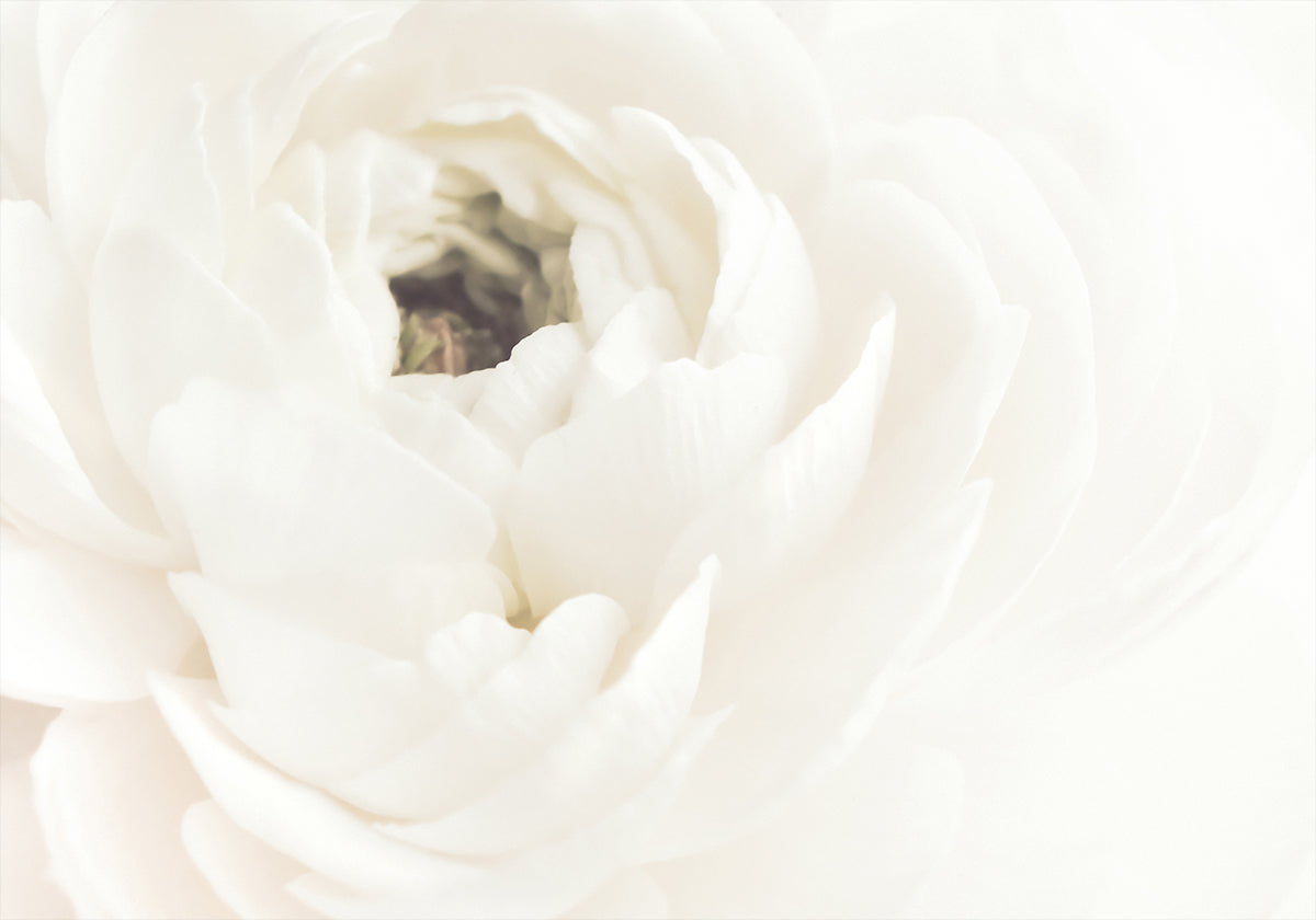 White Flower No.2 Plakat