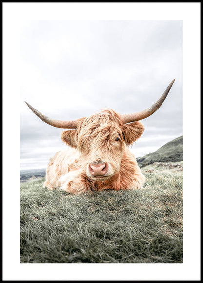 Highland Cow Chilling Plakat