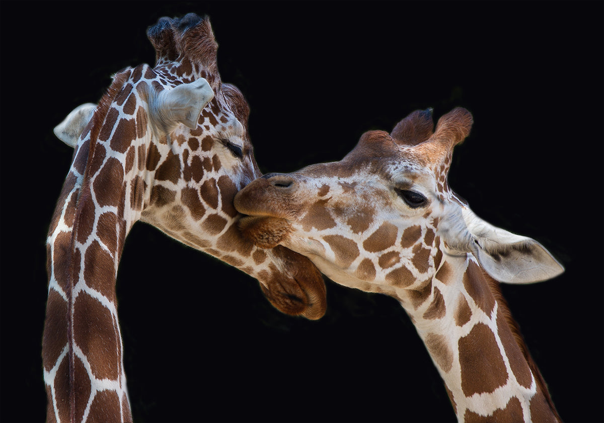 The kiss