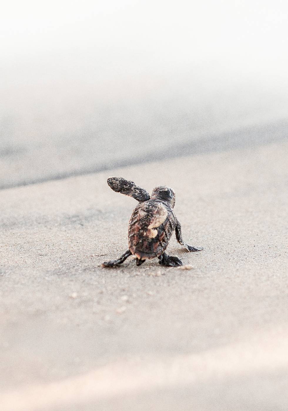 Newborn Sea Turtle Leaving The Nest Plakat