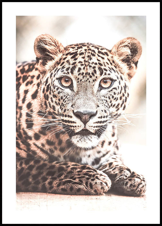 Wild Leopard Plakat