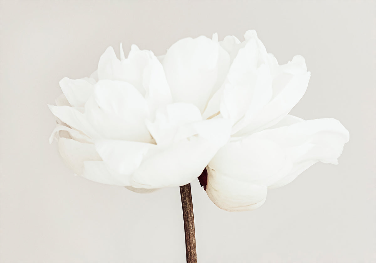Peony No.11 Plakat
