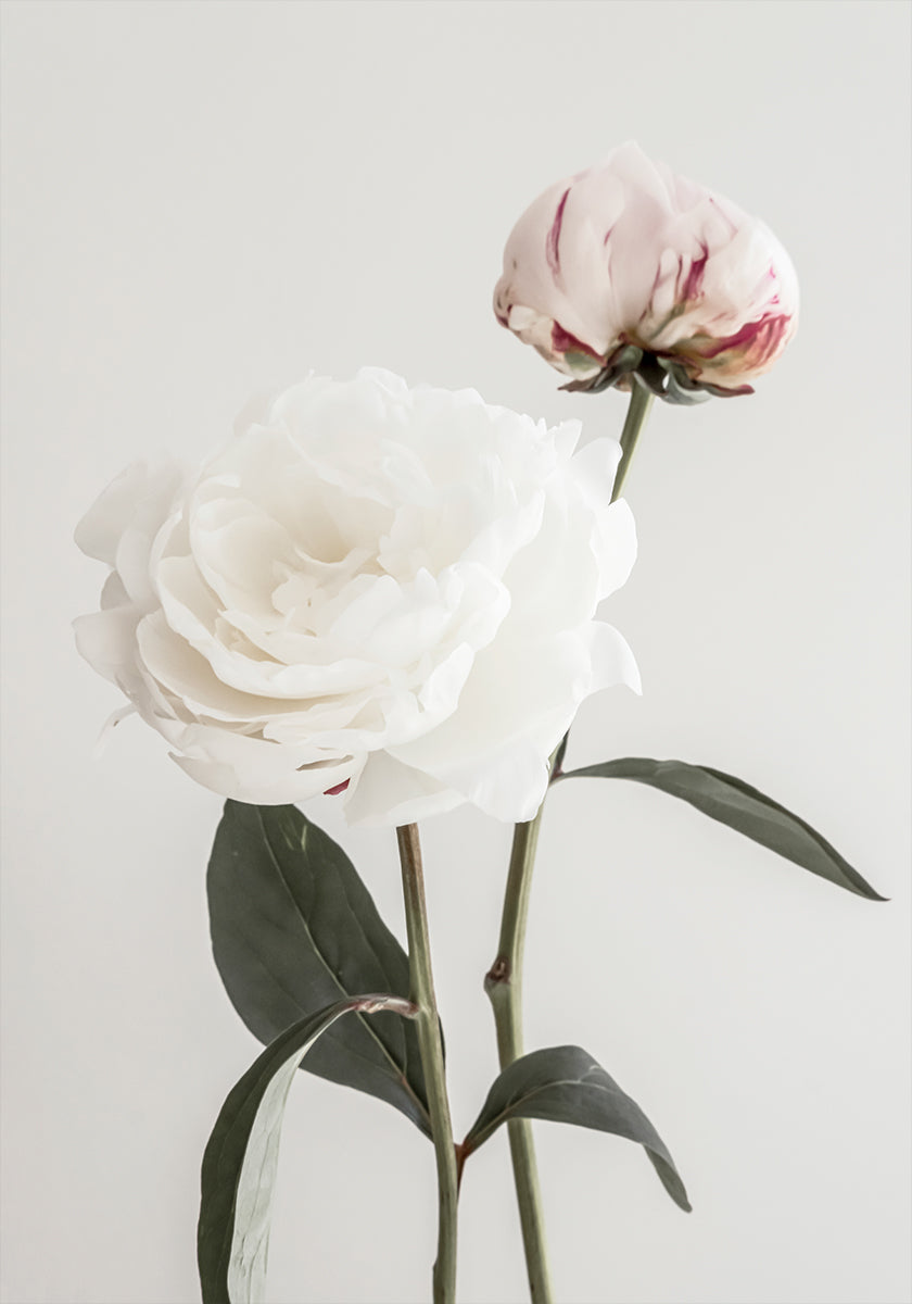Peony 12 Plakat