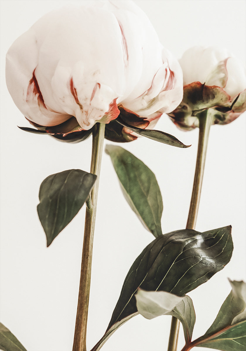 Peony 24 Plakat