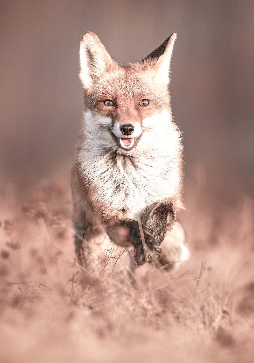 Smiling Fox Plakat