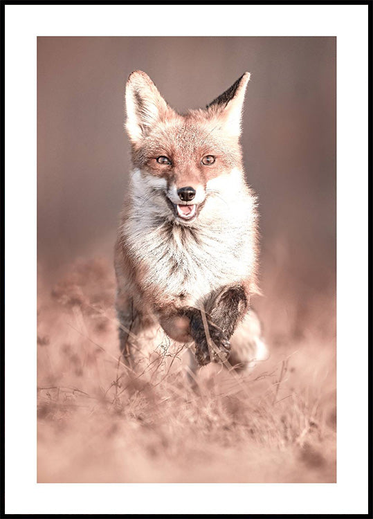 Smiling Fox Plakat