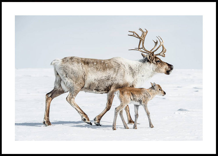 Reindeer With Offspring Plakat