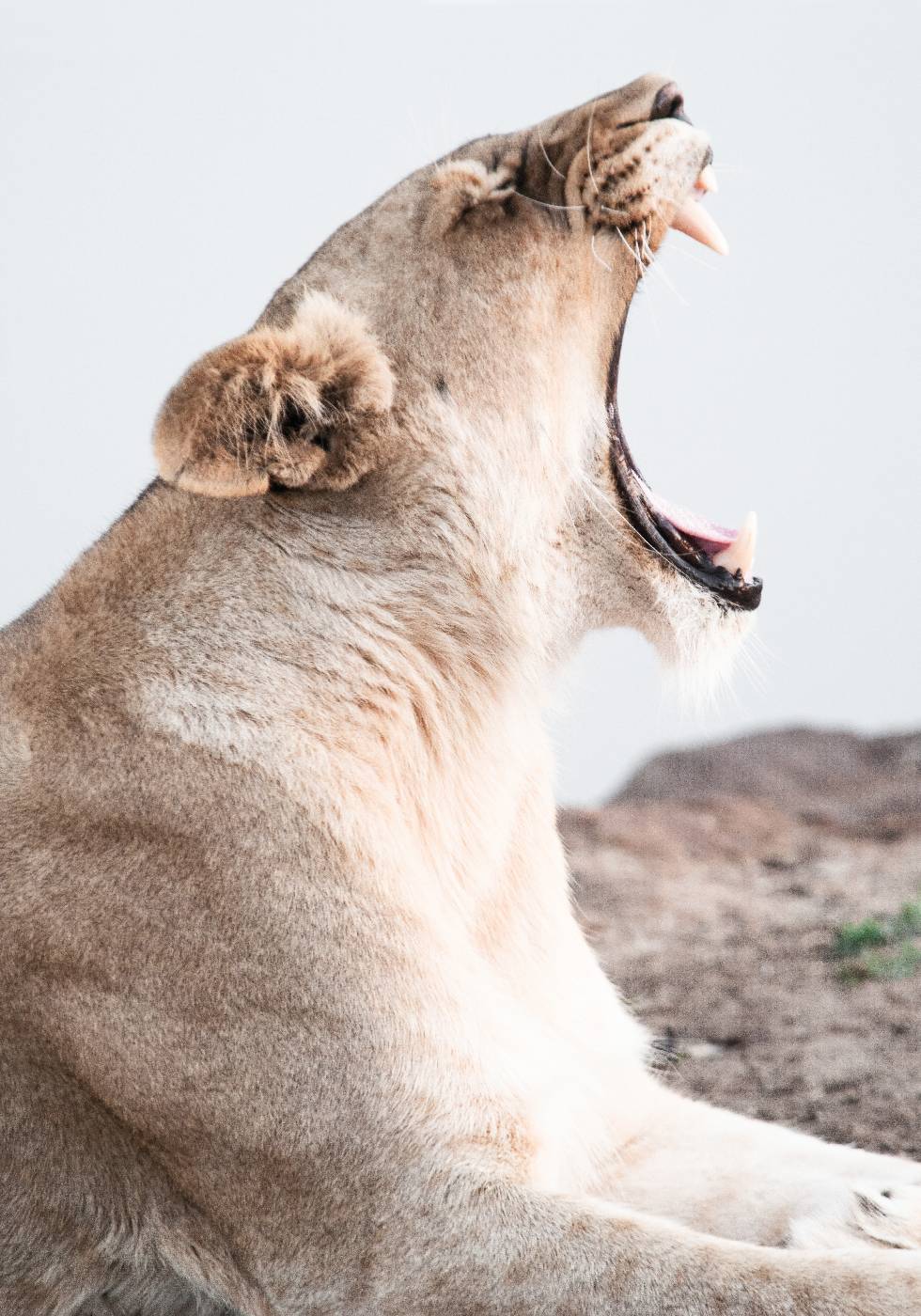 Lioness Roar Plakat