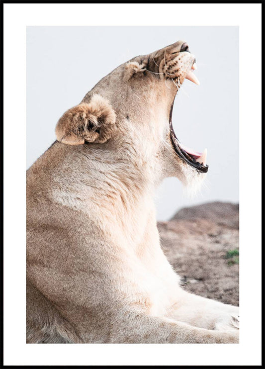 Lioness Roar Plakat