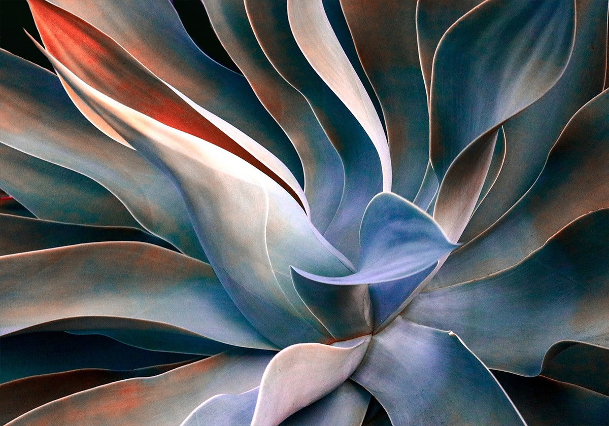 The colors in leaves Plakat