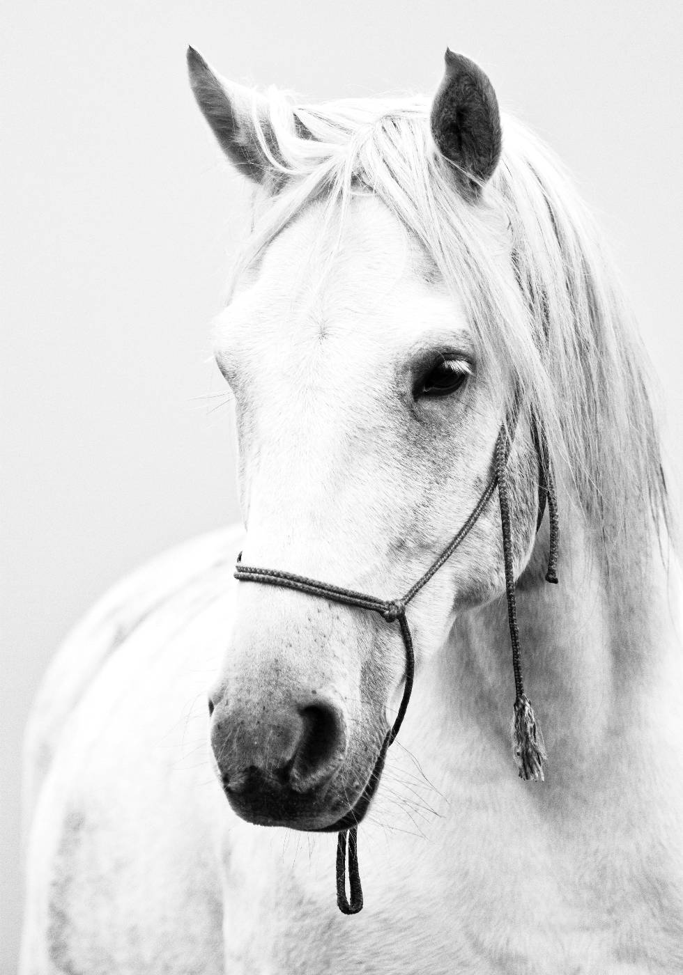 White Stallion Horse Plakat