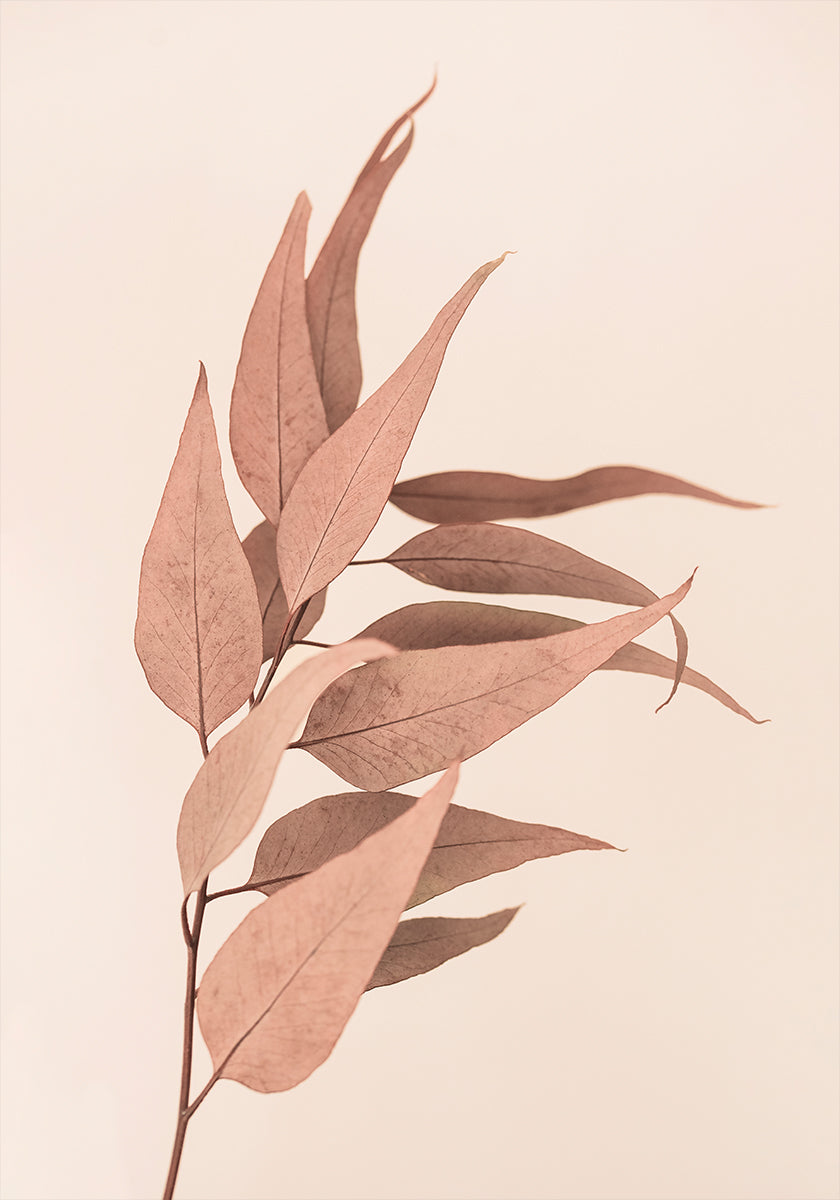 Dried Eucalyptus