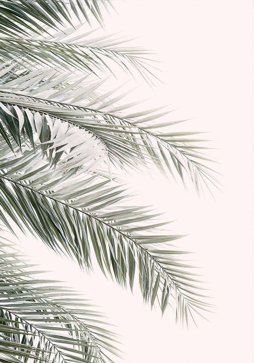 Blush Palm Leaves Plakat