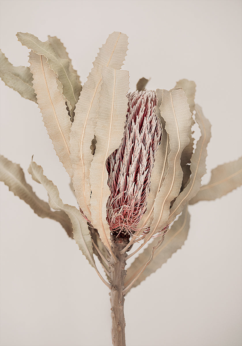 Banksia