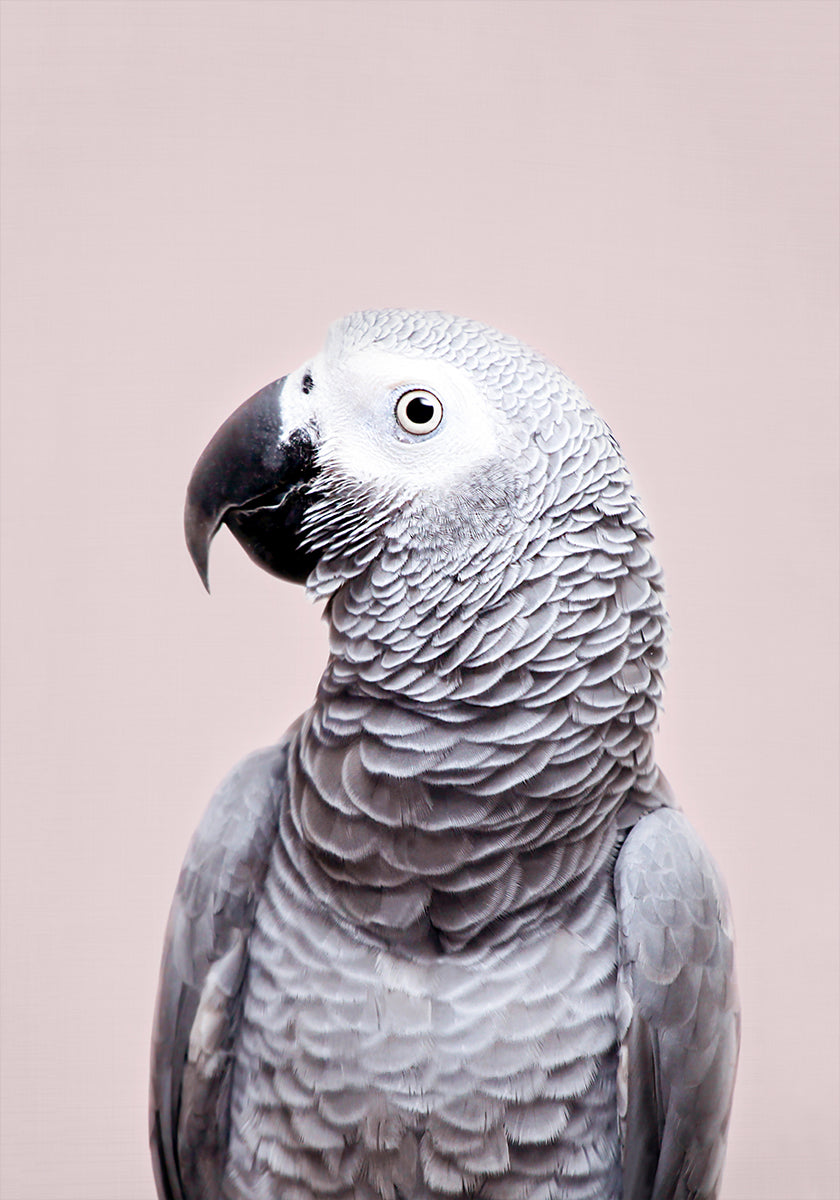 African Grey Plakat