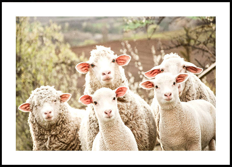 Flock of Sheep Plakat