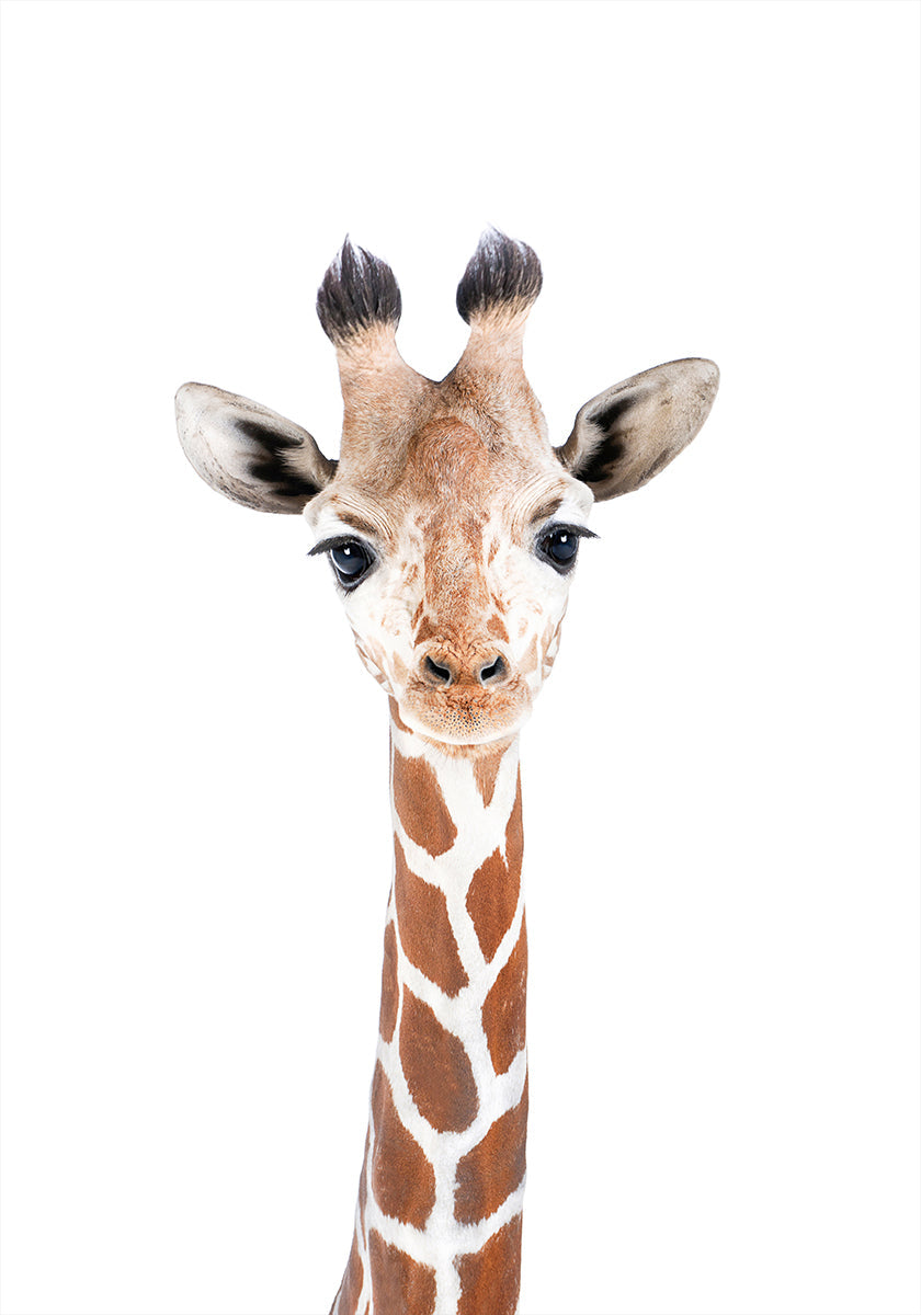 Baby Giraffe Plakat