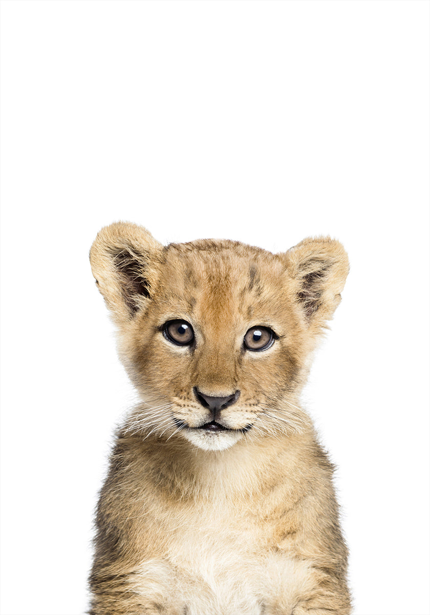 Baby Lion Plakat