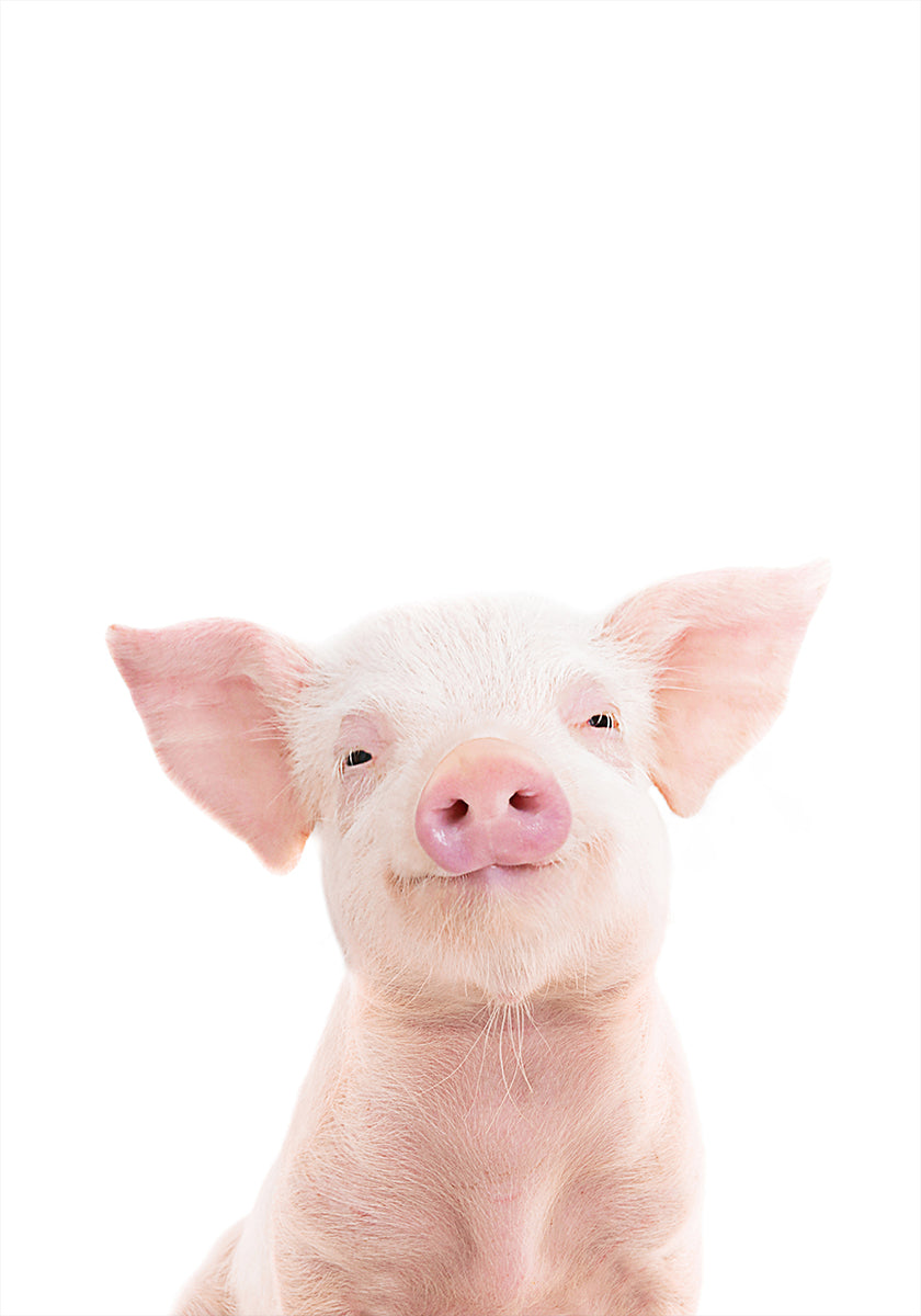 Baby Pig Plakat