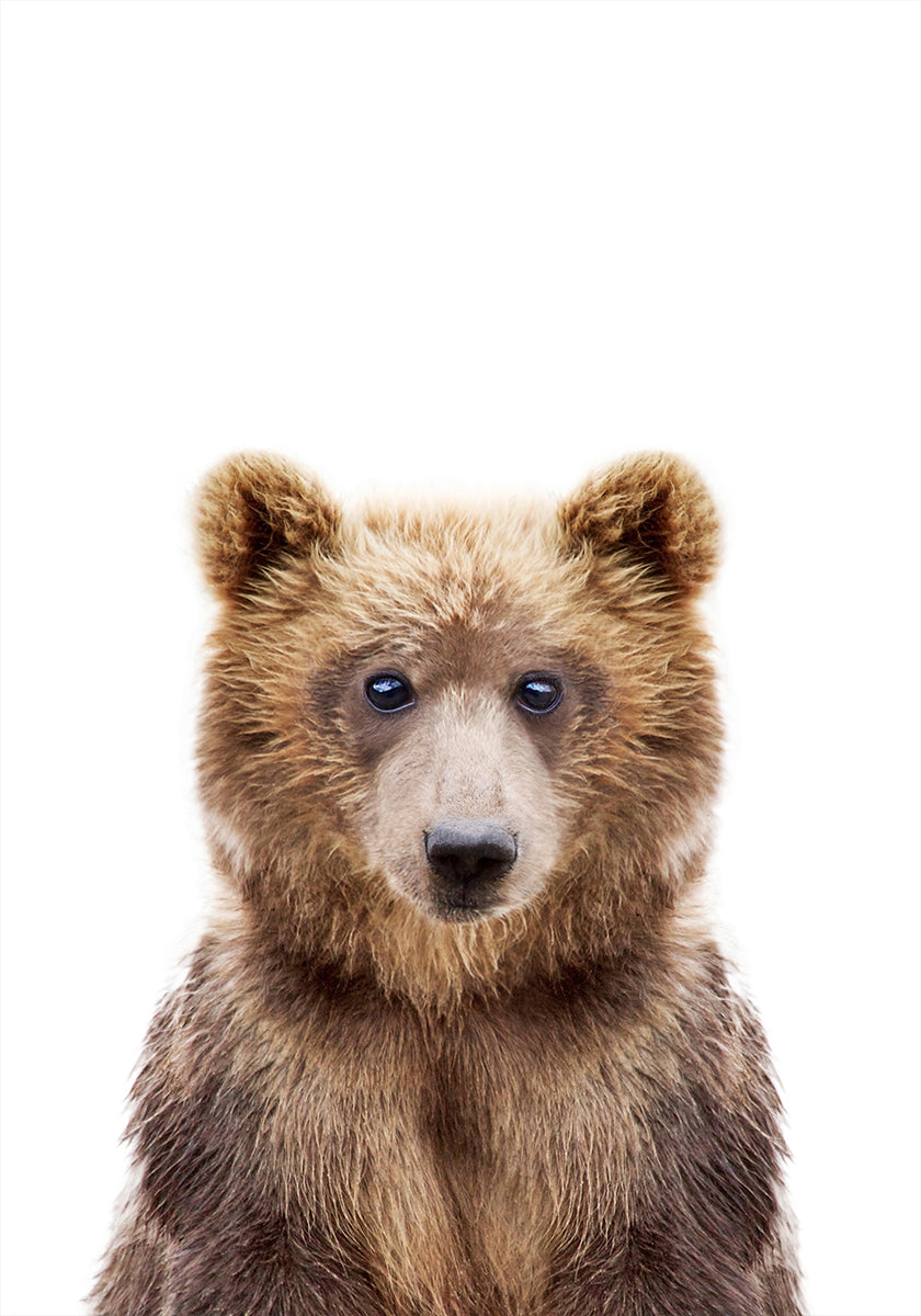 Baby Bear Plakat