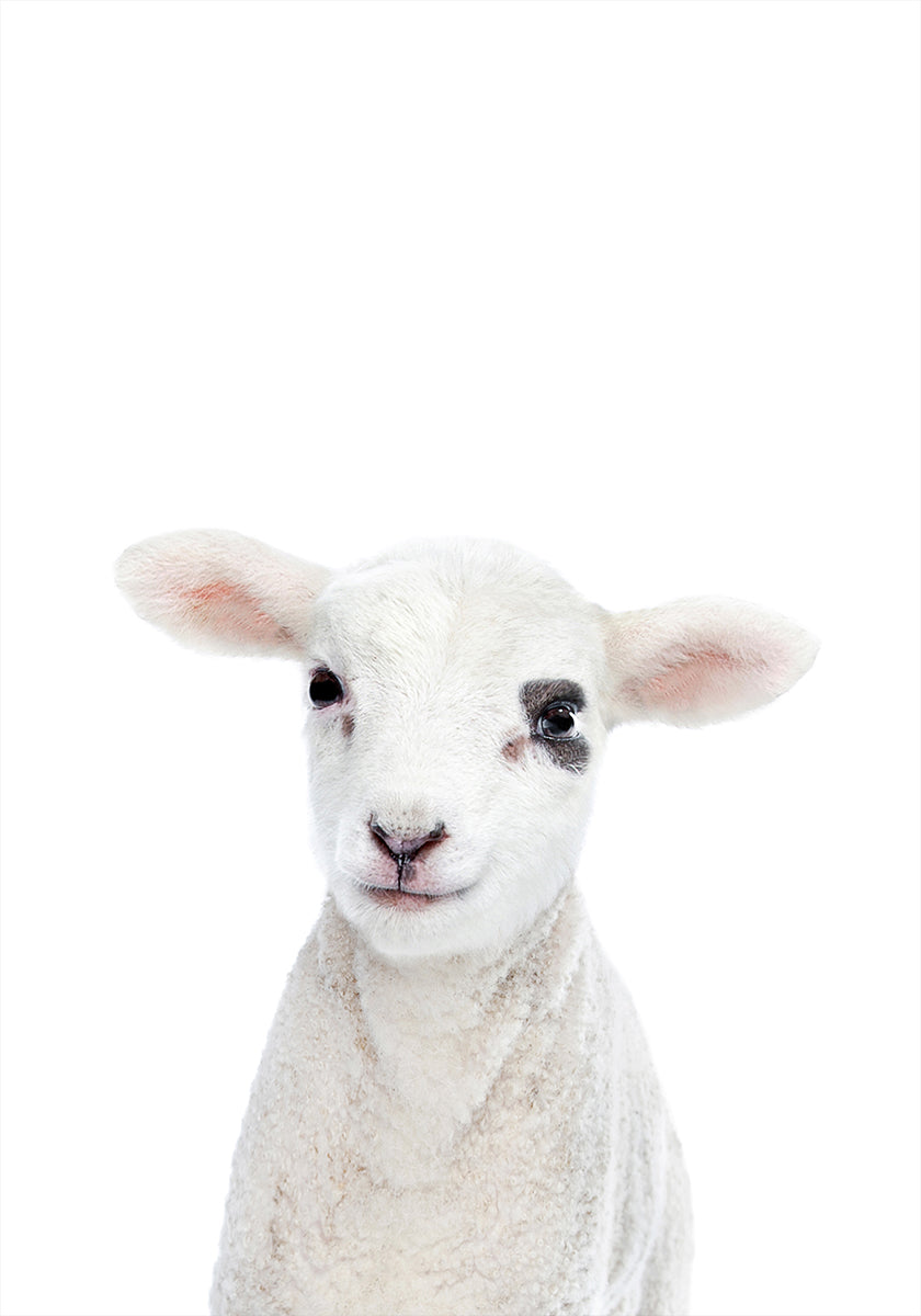 Baby Lamb Plakat
