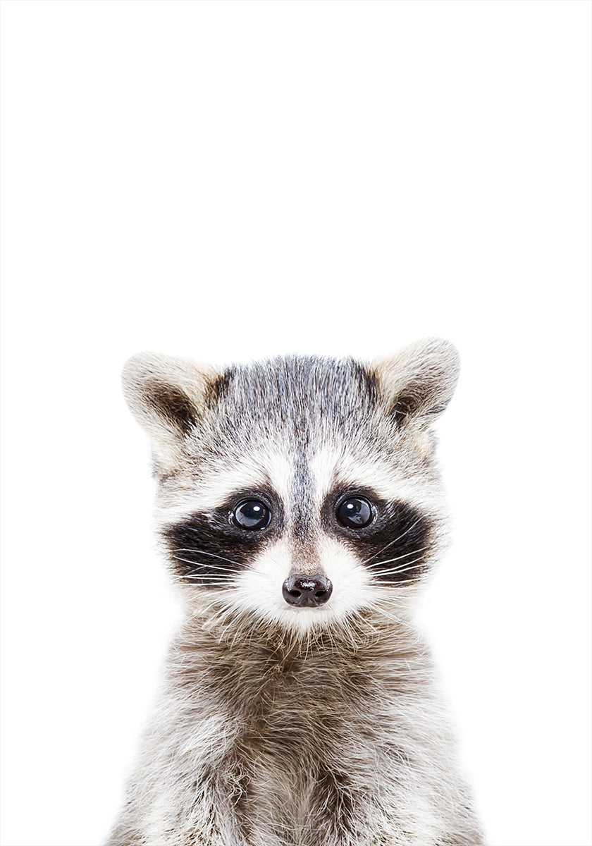 Baby Racoon Plakat