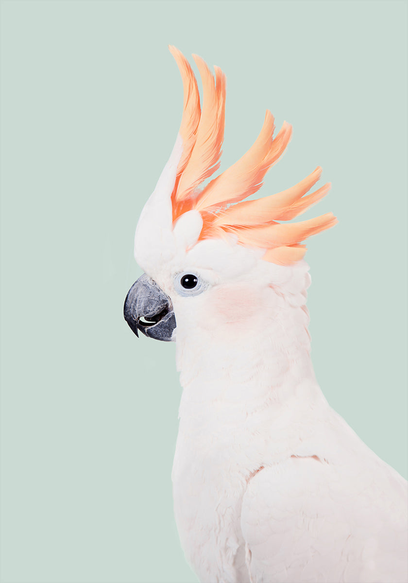 Cockatoo Plakat
