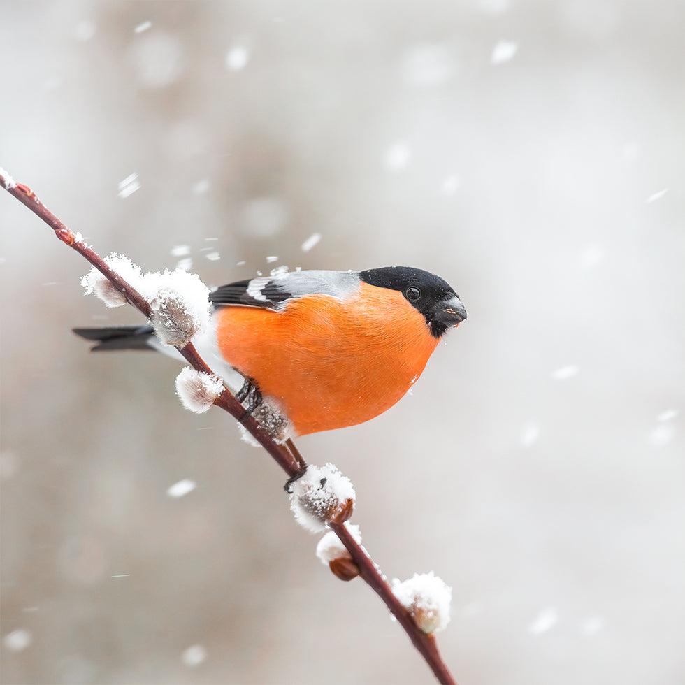Bullfinch in a snowstorm. Plakat