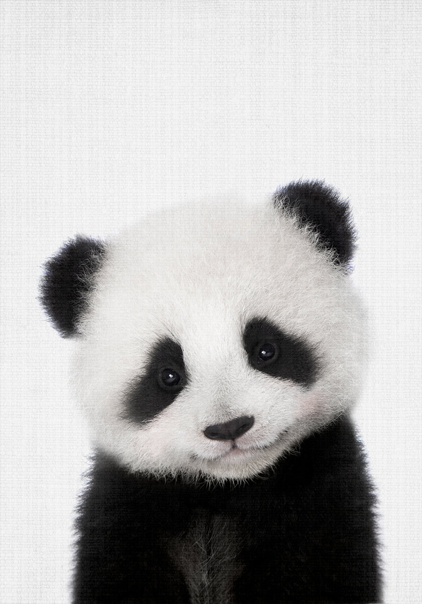 Peekaboo Baby Panda Plakat