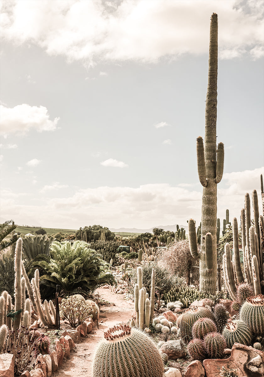 Cactus Farm Plakat
