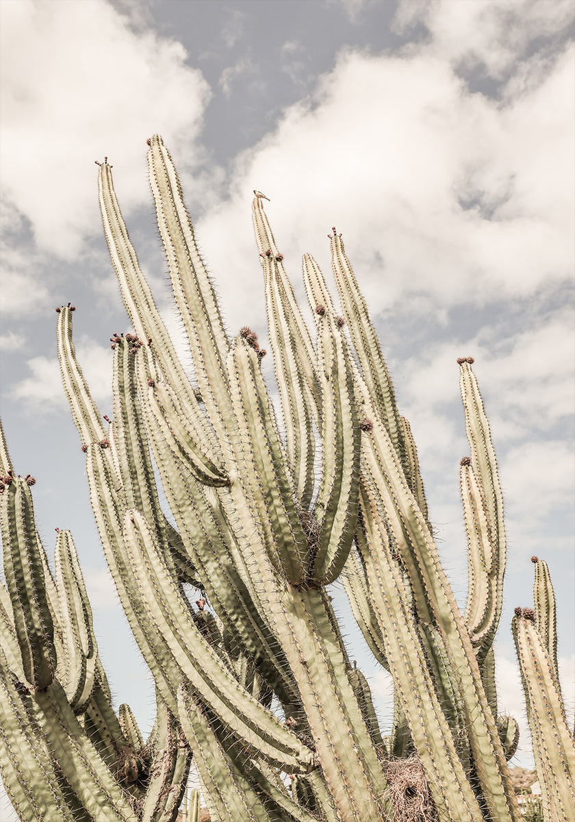 Desert Sentinels