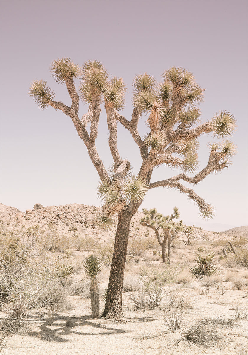 Desert Serenity