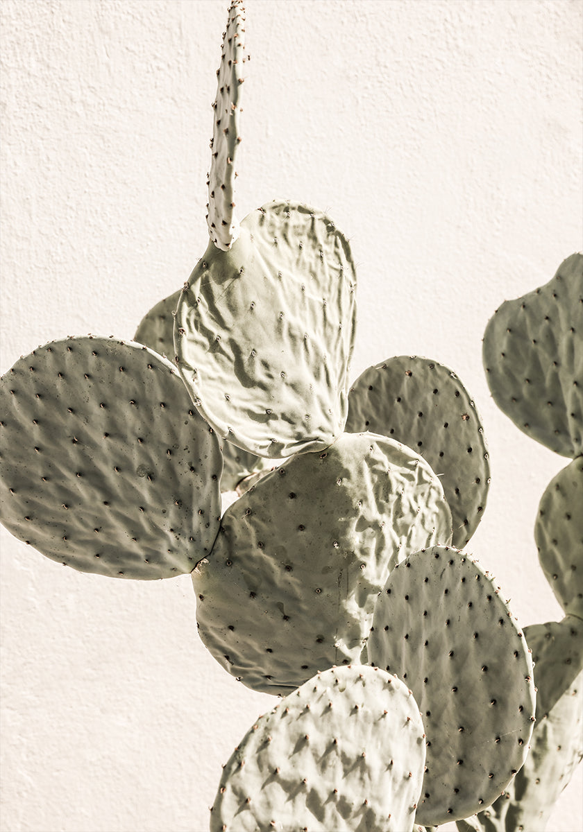 Prickly Elegance