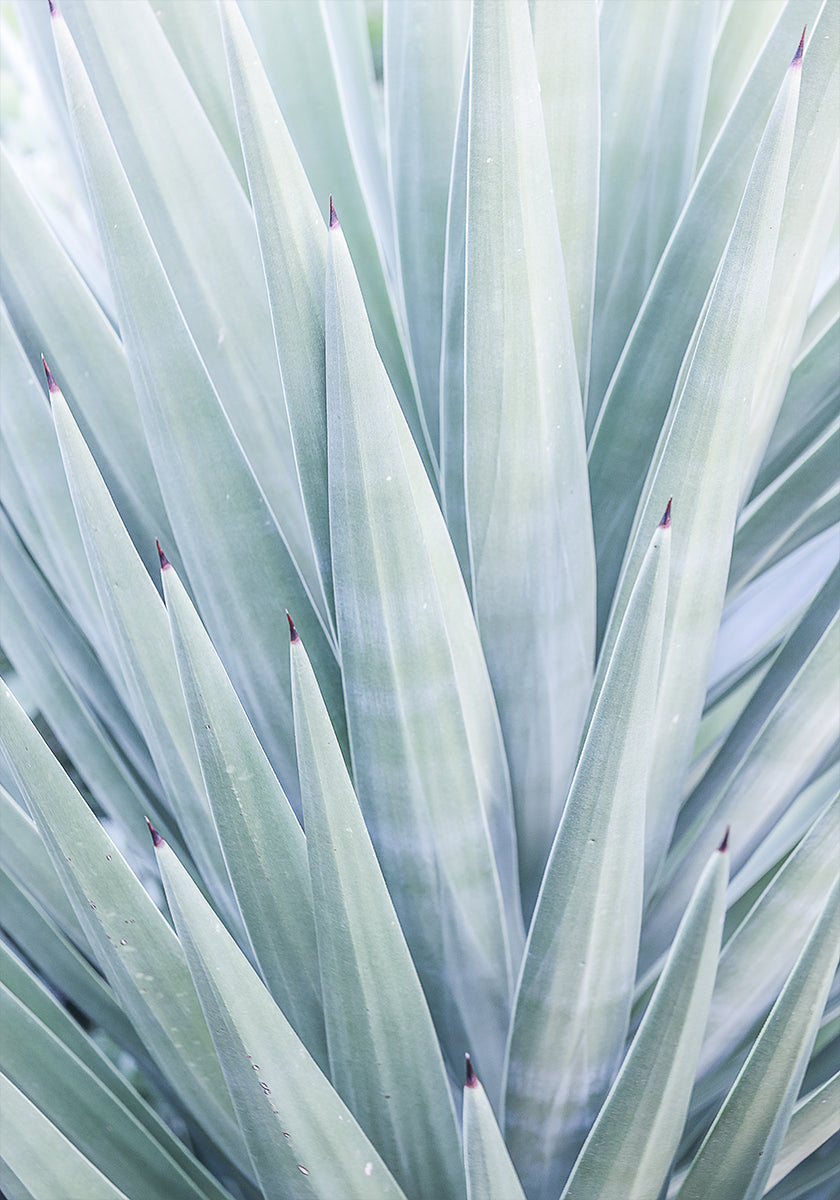 Azure Agave Dance Plakat