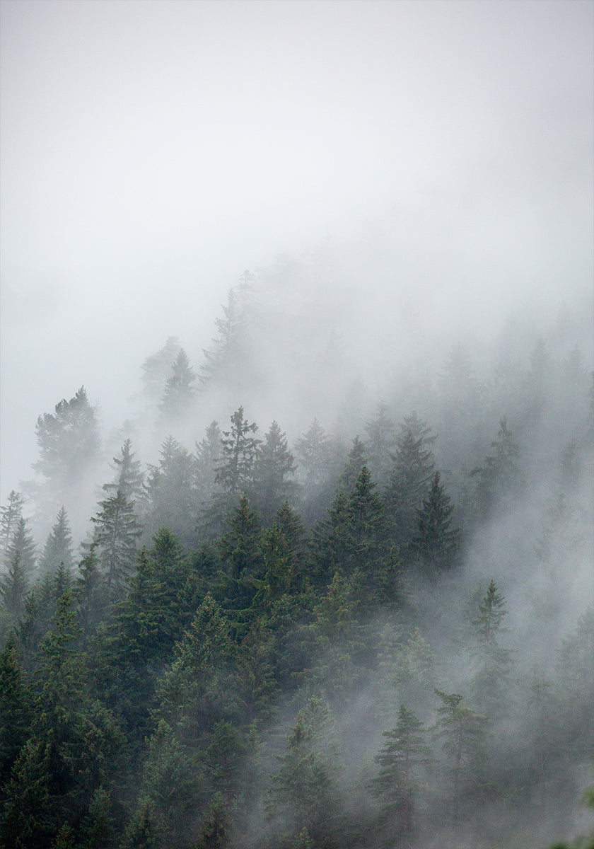 Foggy Morning 2 Plakat