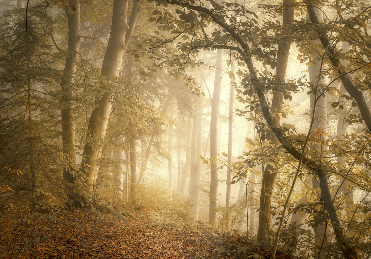 Forest Light