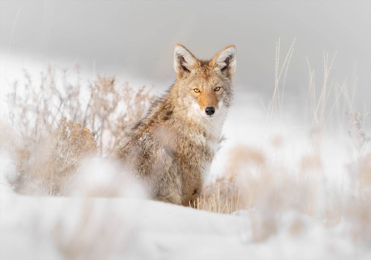 Coyote sitting on the snow Plakat