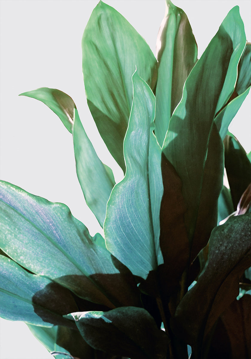 Green Leaves Plakat