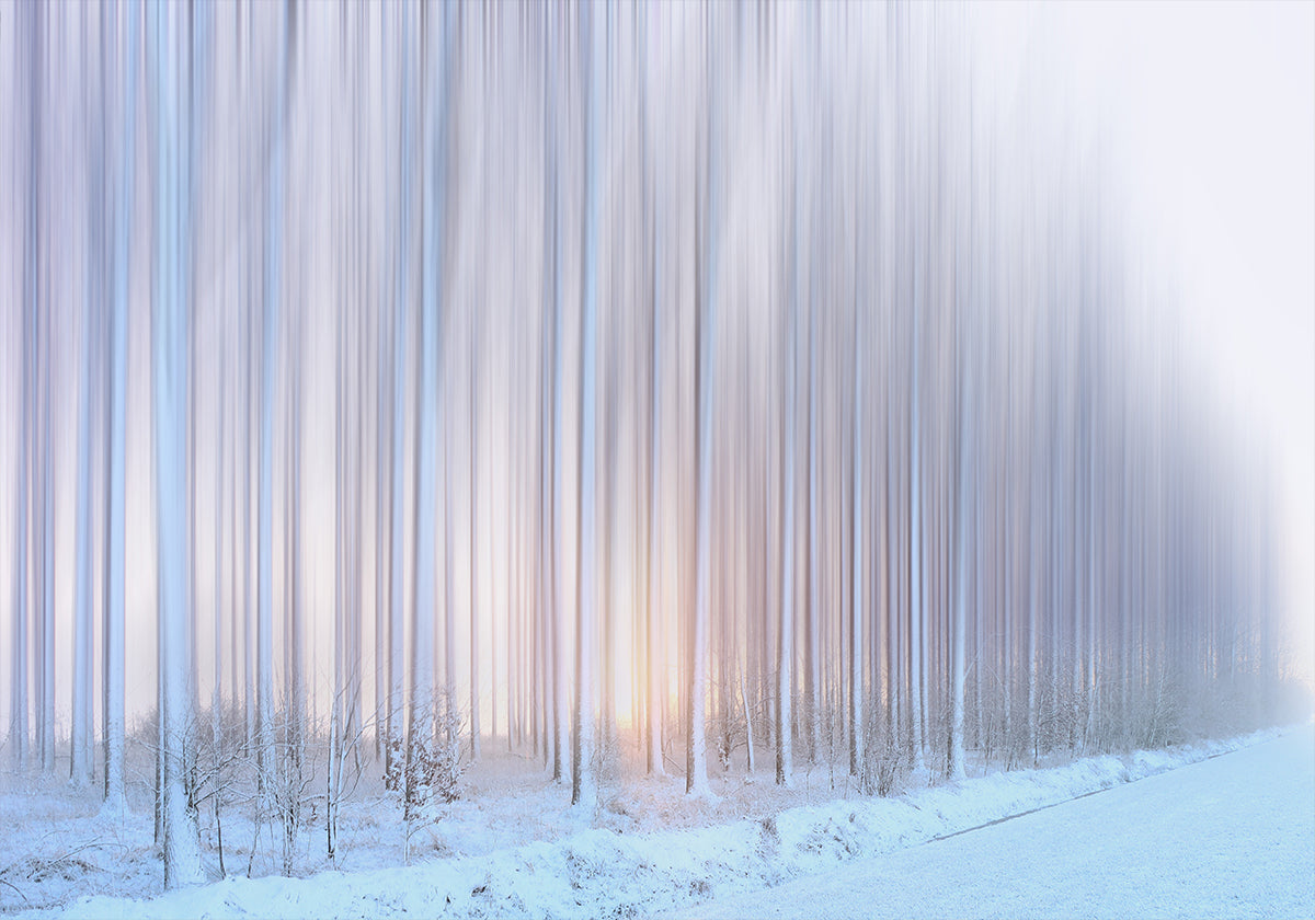 a curtain of trees Plakat