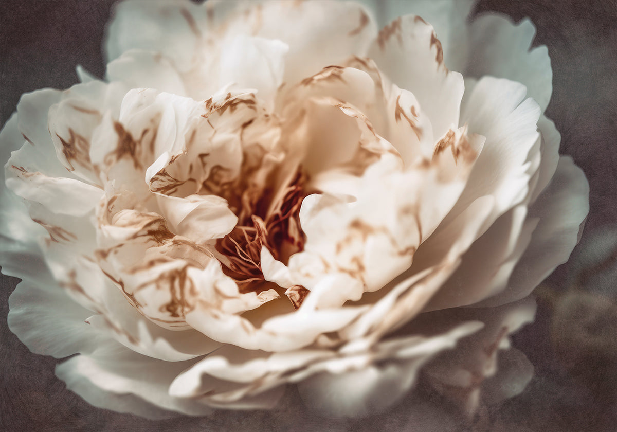 Petals of Serenity