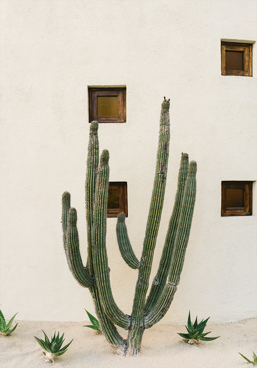 Cabo Cactus IX Poster