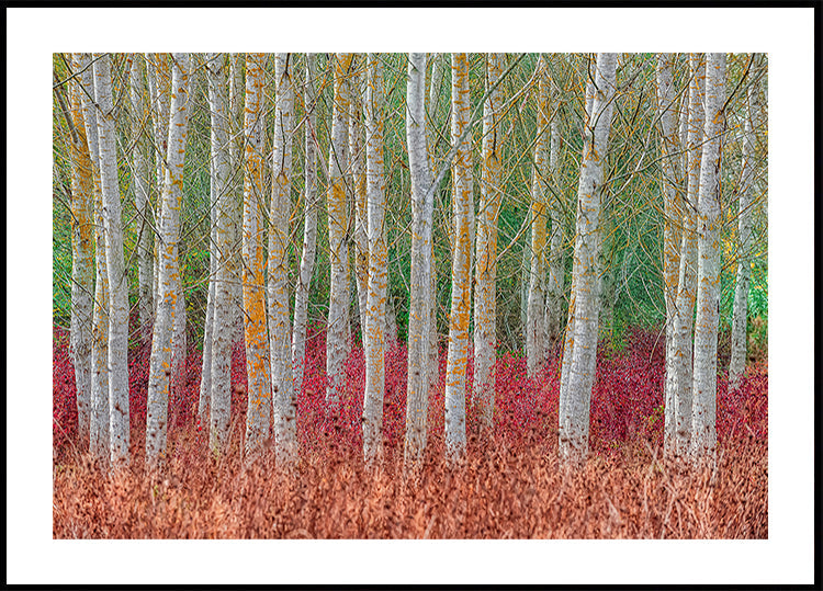 Birch forest Plakat